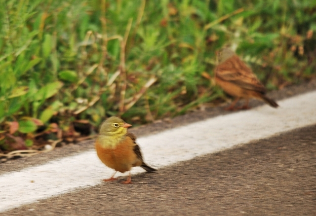 Ortolano da confermare